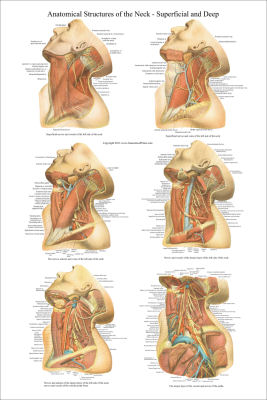 Anatomical Charts and Posters 24 X 36