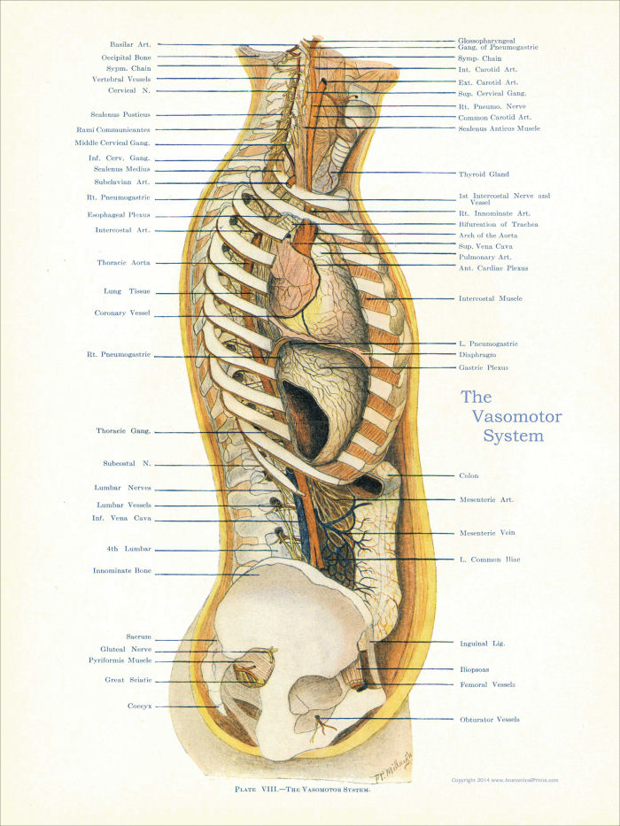 Osteopathic Poster