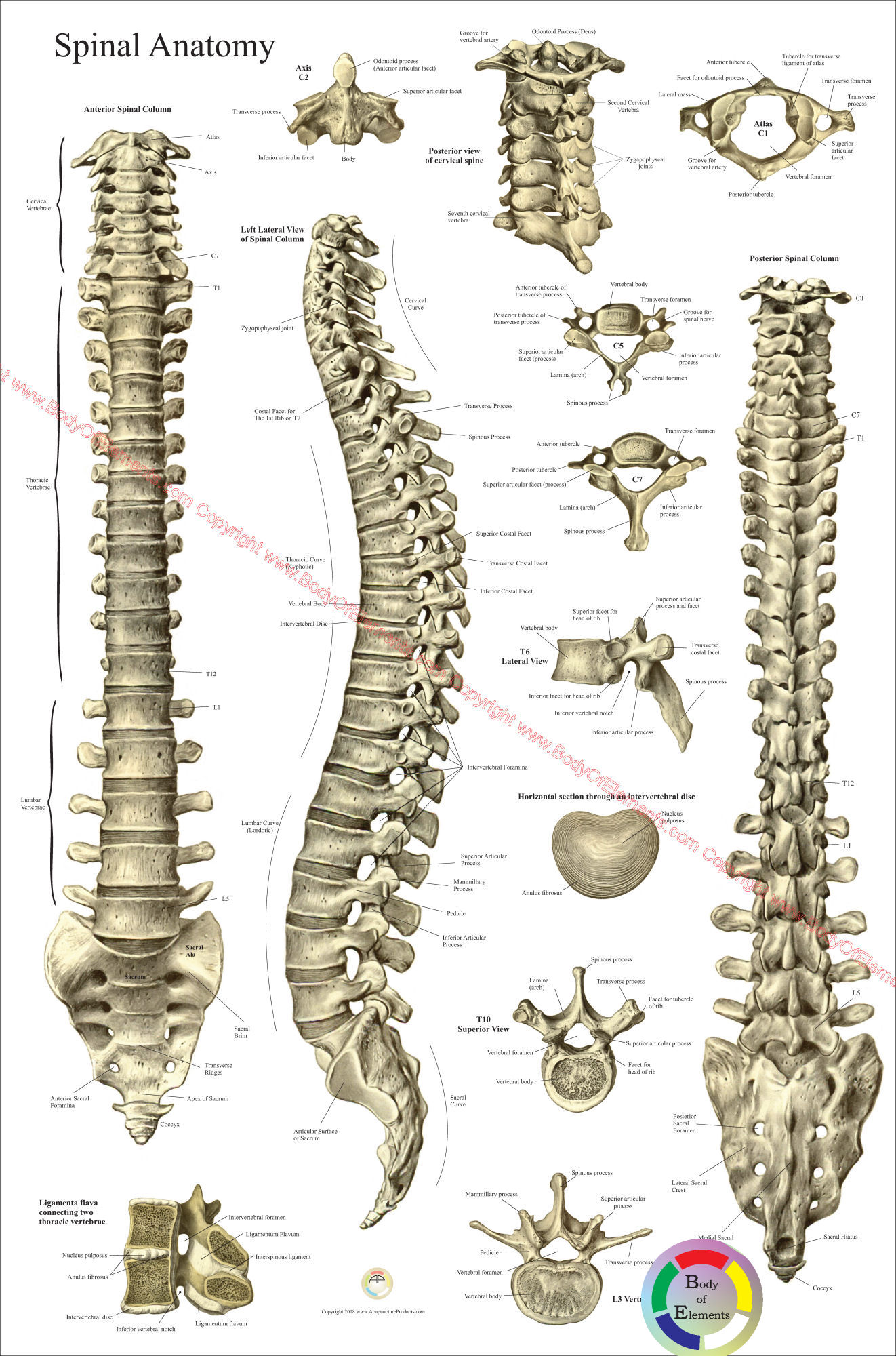Spine Anatomy Poster