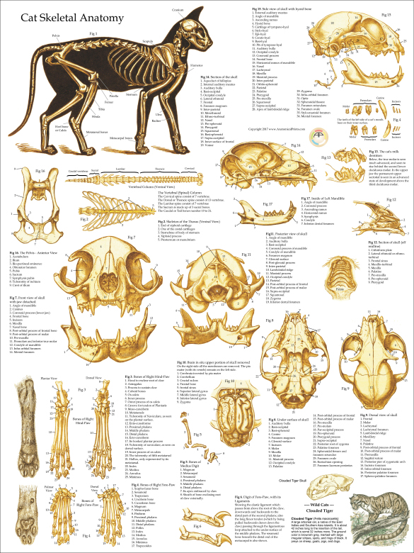 Skeletal Skull Anatomy of the Domestic Cat Poster