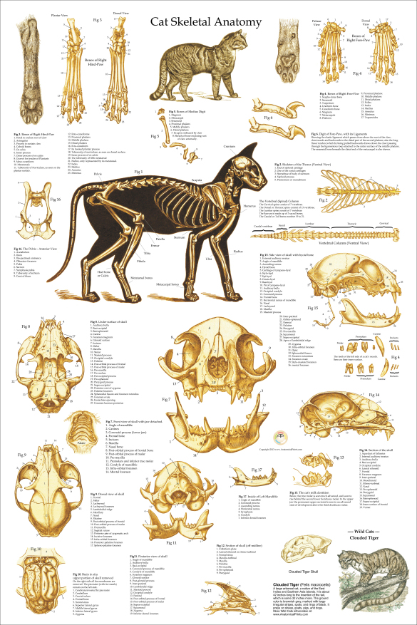 Skeletal Anatomy of the Domestic Cat Poster