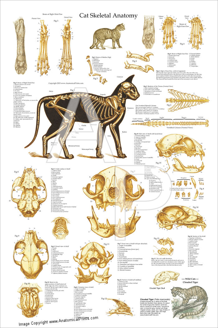 Cat Skeletal Anatomy Poster 24 X 36
