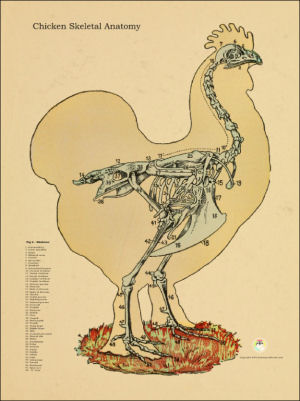 Chicken Anatomy Charts and Posters