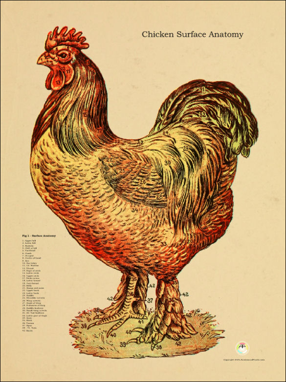 Chicken Anatomy Poster