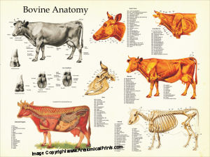 Cow Skeletal Anatomy Poster 24 X 36