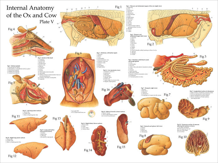 Ox Bovine Internal Anatomy Poster