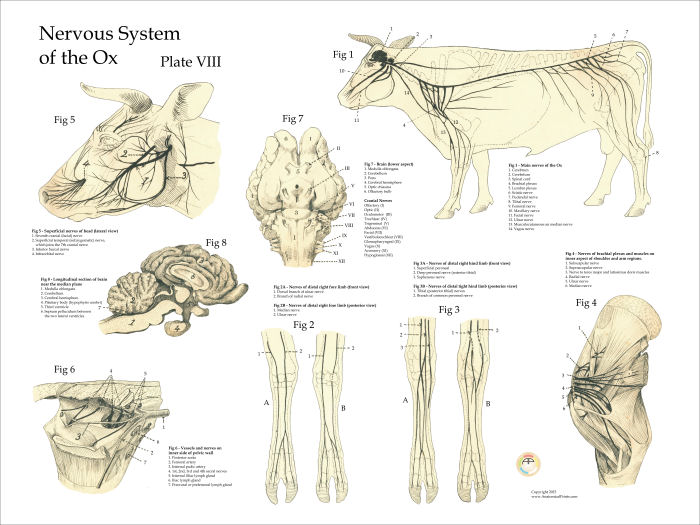Cow Nerve Anatomy Poster