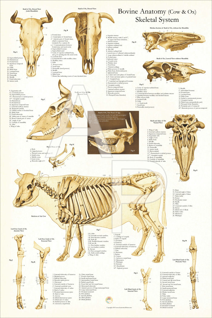 Skeletal Anatomy of the Cow Poster