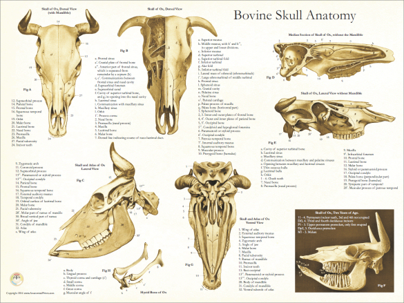 Cow Skull Anatomy Poster