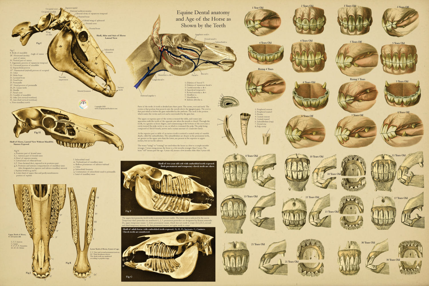 Horse Dental Anatomy Poster
