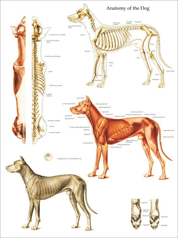 Dog Anatomical Chart