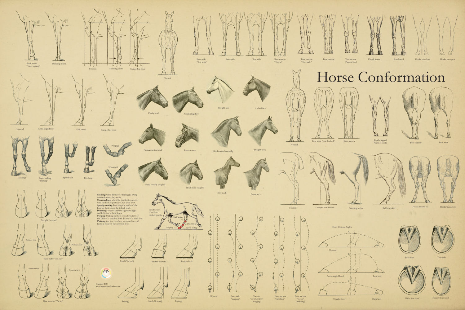 Equine Conformation Chart