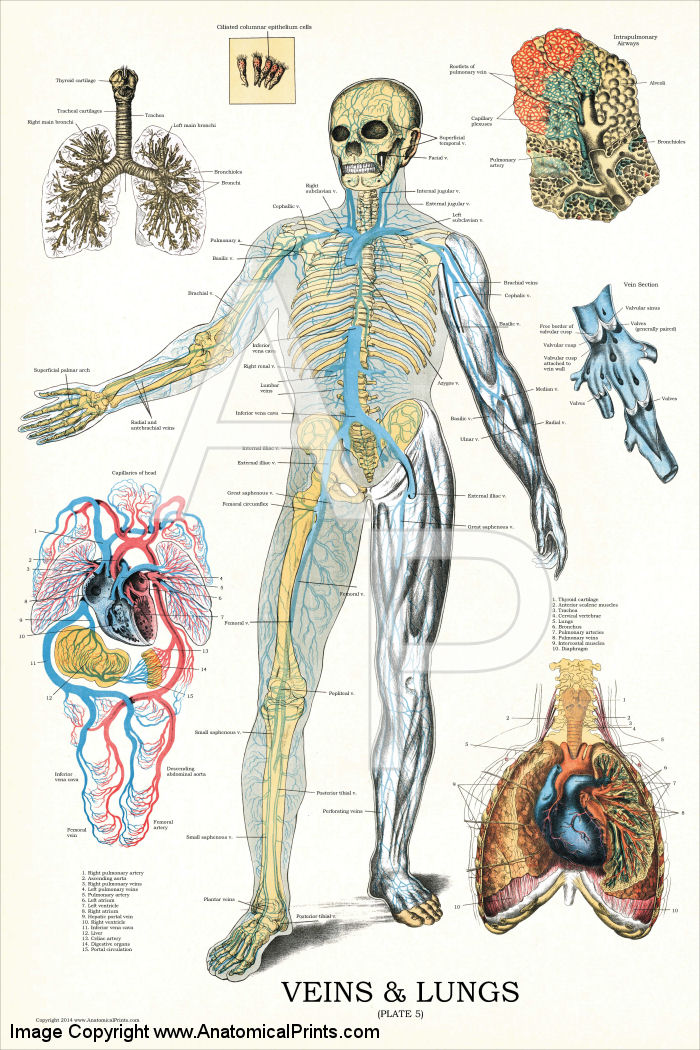 Veins and Lungs Anatomy Poster
