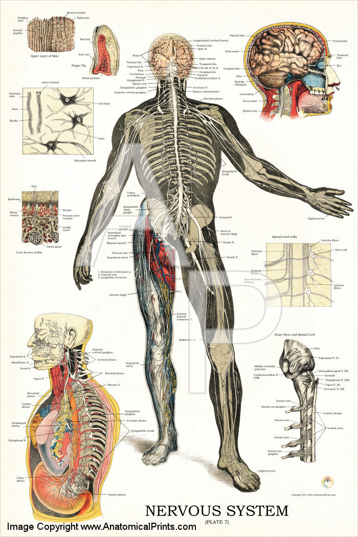 Acupuncture for nervesystem