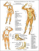 Printable Free Anatomy Study Guides