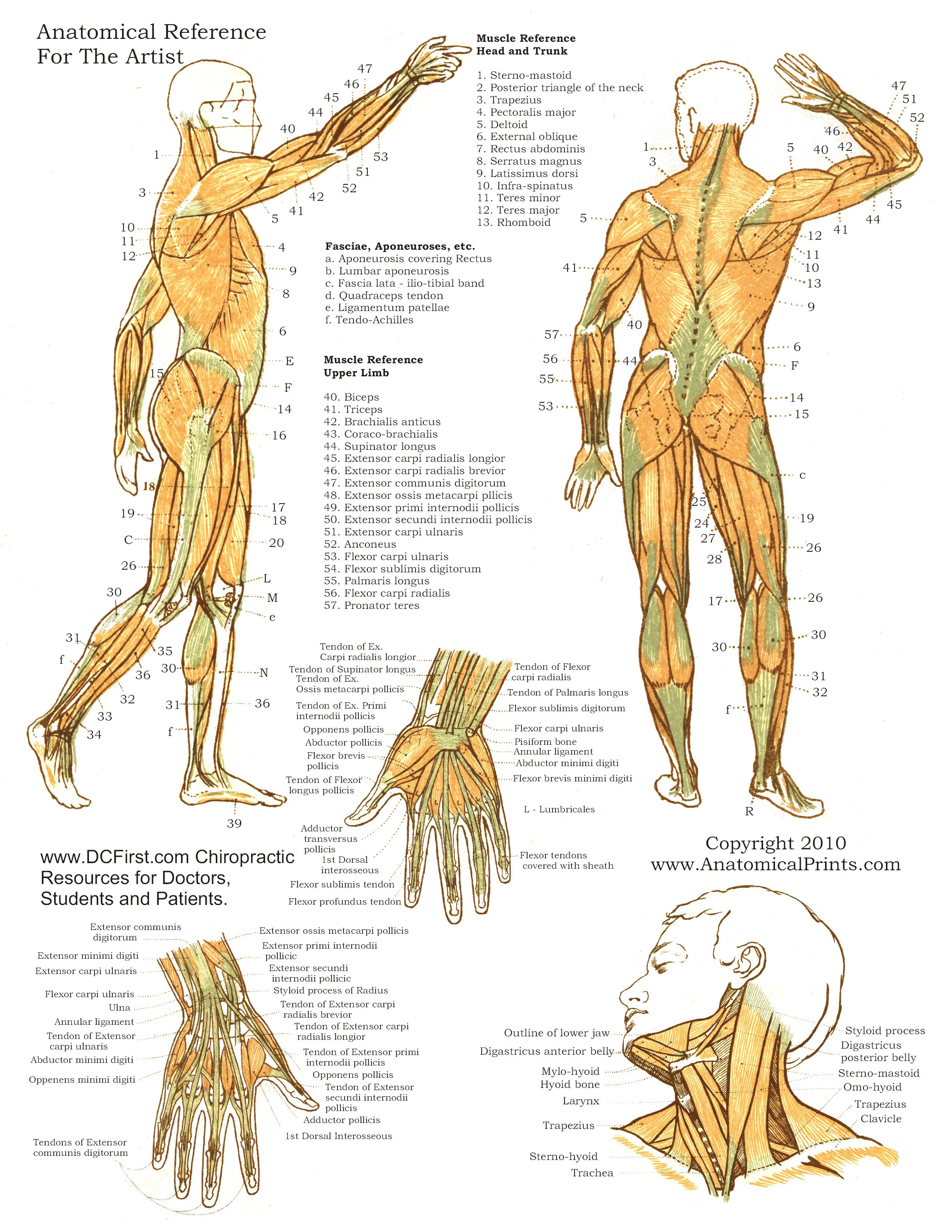 human-anatomy-study-charts