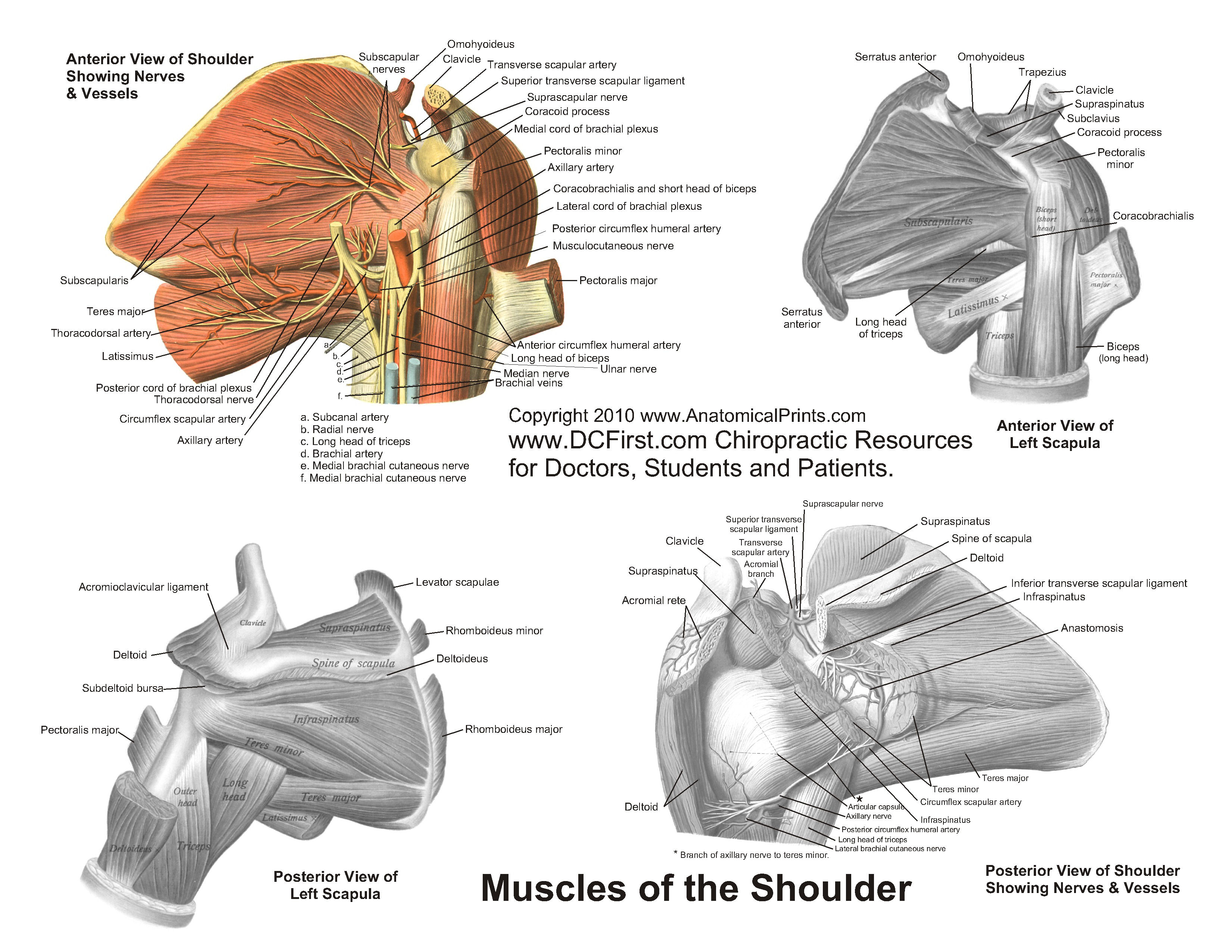 Anatomy Charts Free