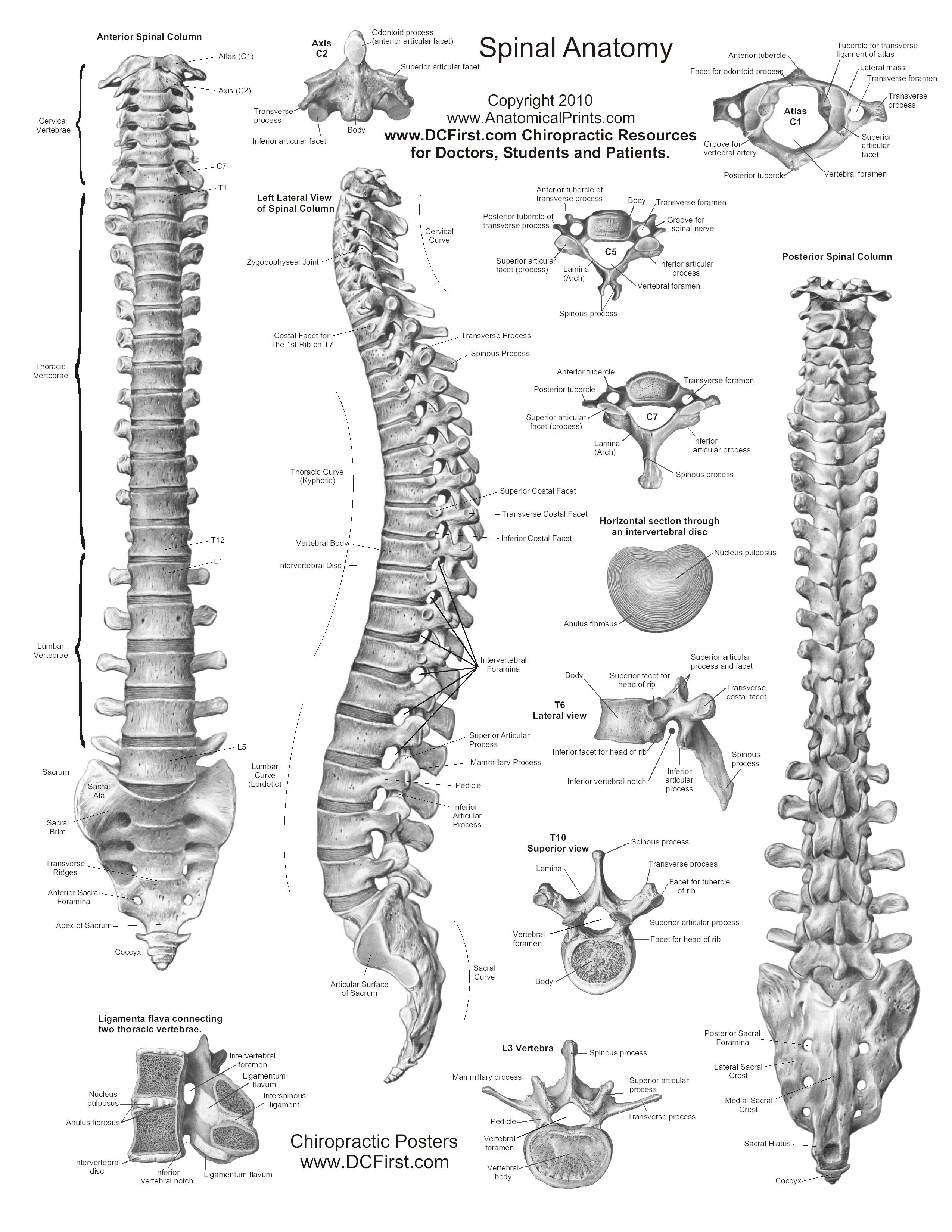 Free Human Anatomy And Physiology Charts