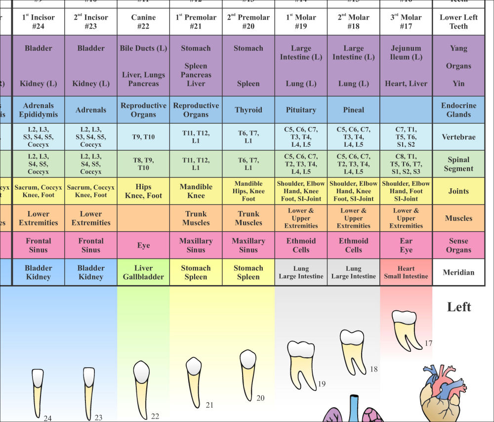 Dental Acupuncture Meridian Chart