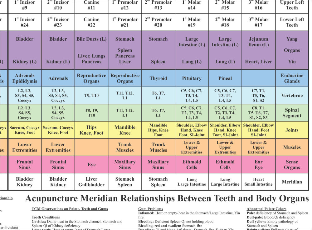 Dental Acupuncture Meridian Chart