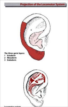 Ear Acupuncture