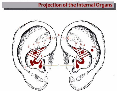 Ear Acupuncture