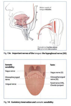 Pocket Atlas of Tongue Diagnosis