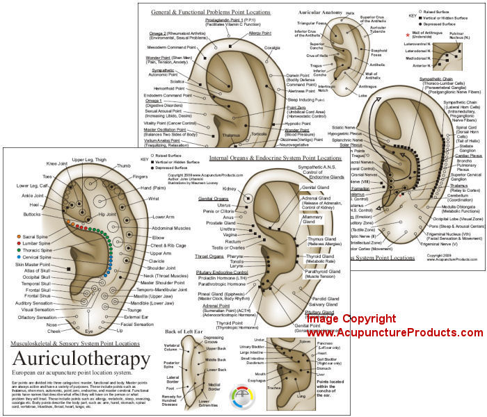 Acupuncture Auricular Points Chart