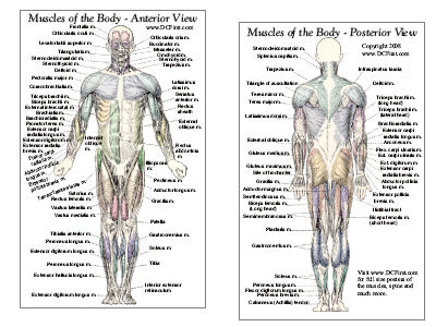 Body Muscle Anatomy Chart