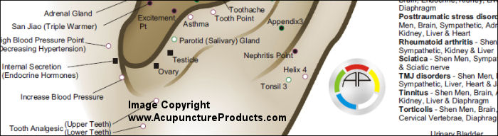 Chinese Auriculotherapy Chart