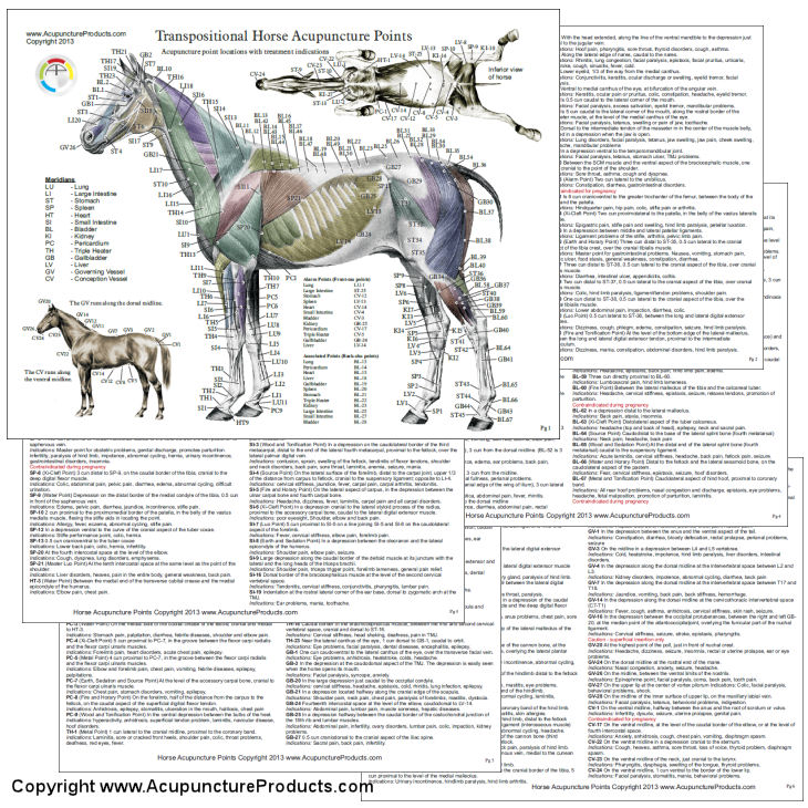 Equine Acupressure Points Chart