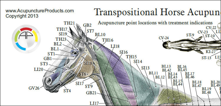 Free Equine Anatomy Chart