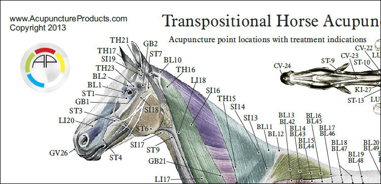 Printable Horse Charts