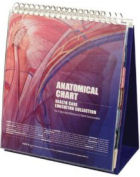 Anatomical Chart Healthcare Education Collection