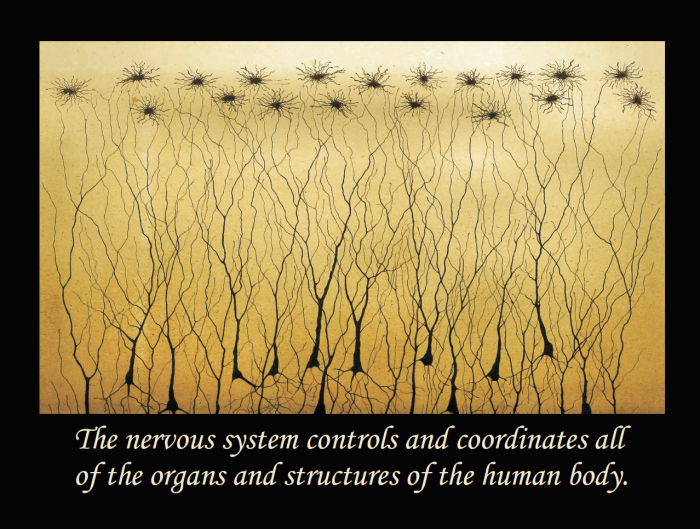 Nervous System Quote