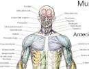 Human Anatomy Posters