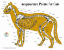 Veterinary Acupuncture