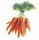 Carrots