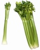 Celery