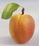 apricot