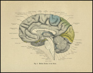 Human Brain Anatomy Print