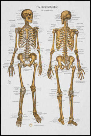 Human Skeletal System