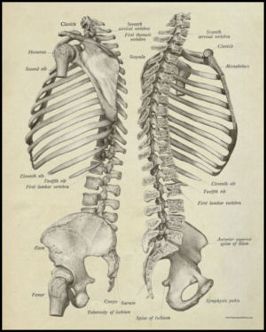 Spinal Bones