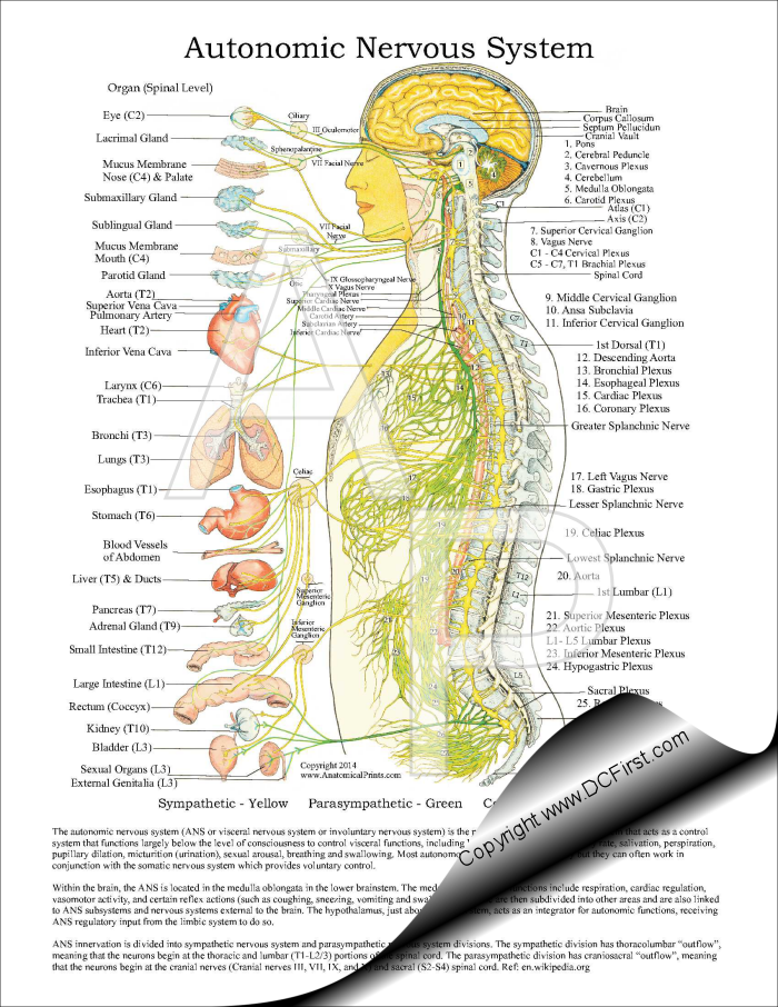 Autonomic Nervous System Chart Poster