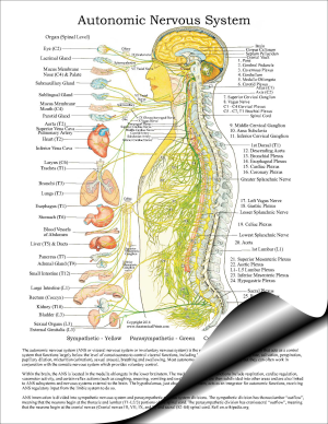 Autonomic Nervous System Pad