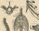Anatomical Illustrations