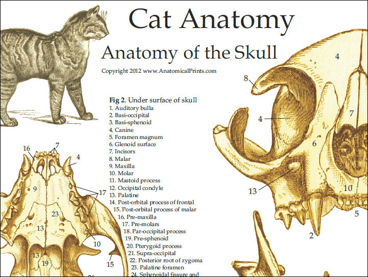 Feline Skull Anatomy Poster