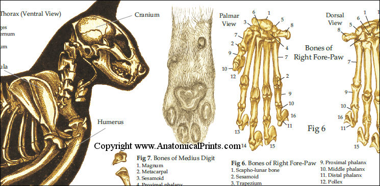 Feline Skeletal Anatomy Poster