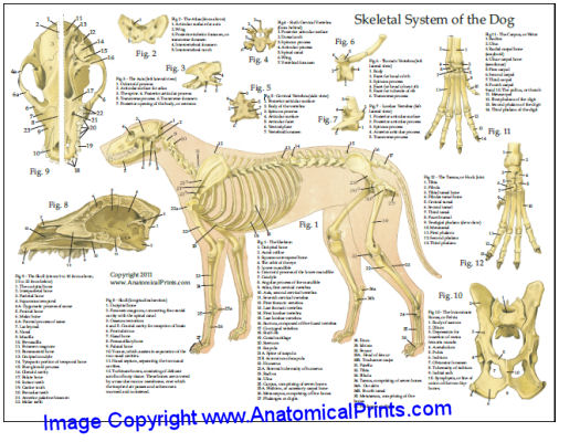 Canine Anatomical Chart