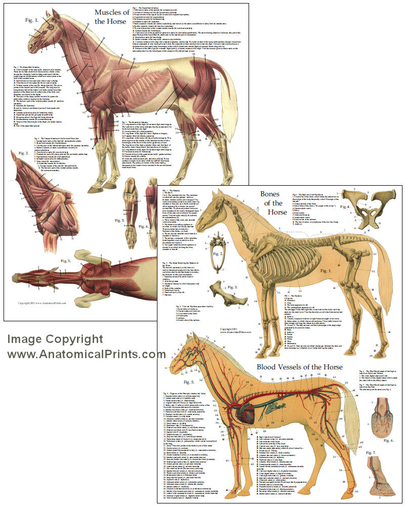 Equine Skeletal Anatomy Chart